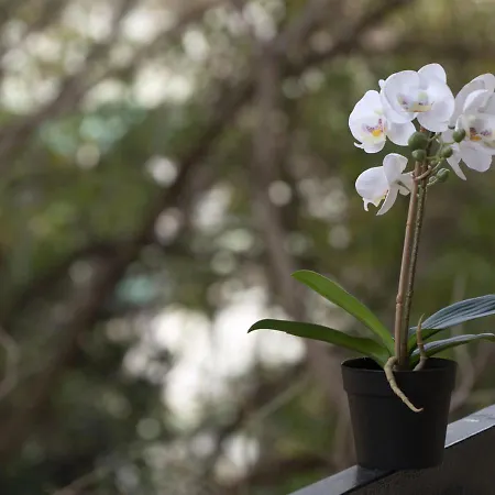 Houseloft Harmony Gardens * Salonic